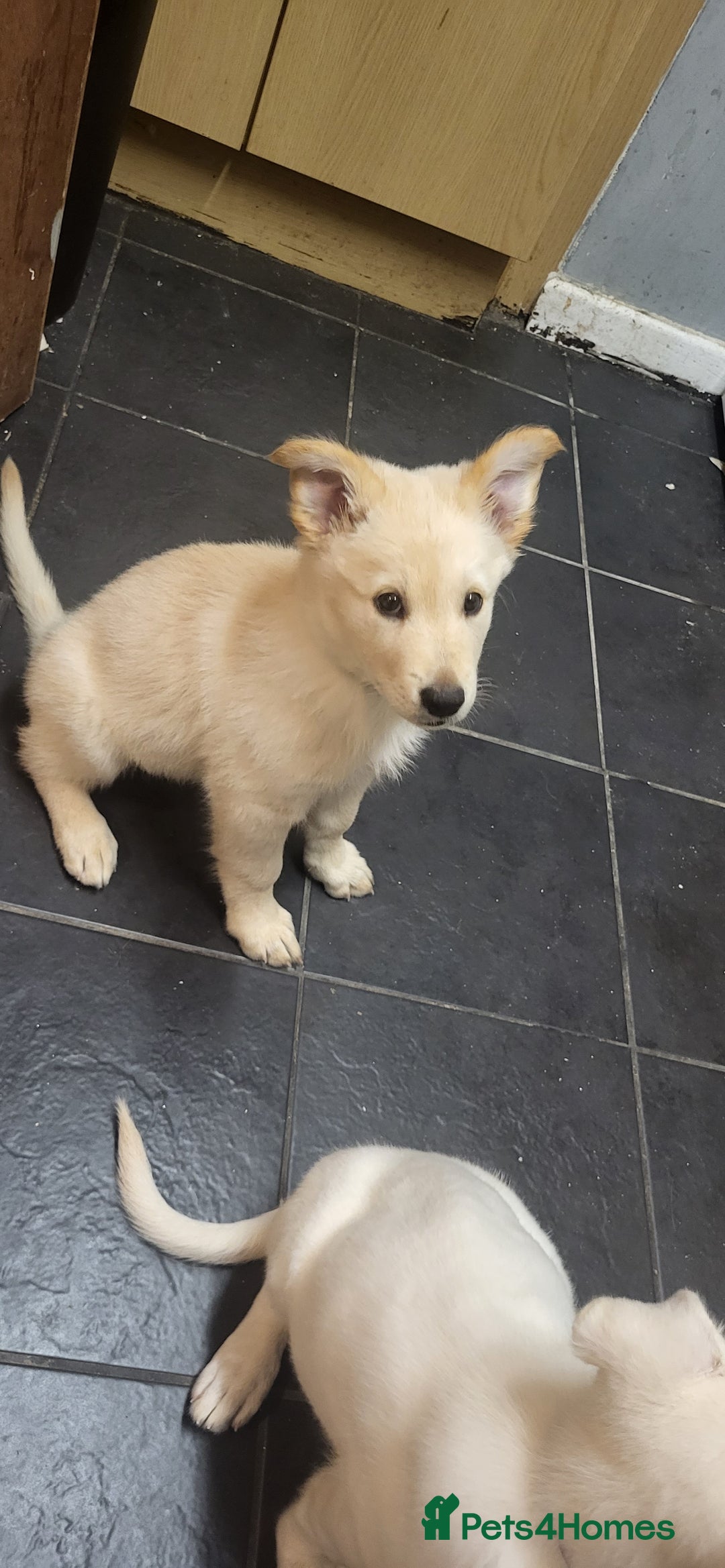 German Shepherd dogs for sale: Male gsd white  - Image 8