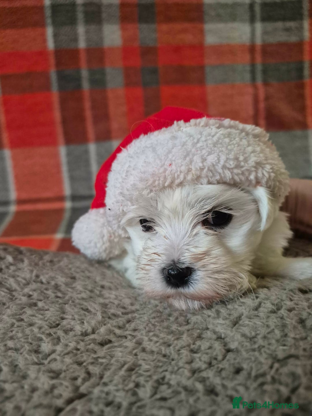 Bichon Frise dogs for sale: Bichon Frise - Advert 9