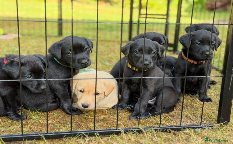 Labrador Retriever dogs - Advert 3