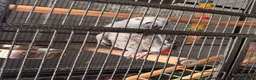 Parrots birds for sale: African grey male  - Advert 2