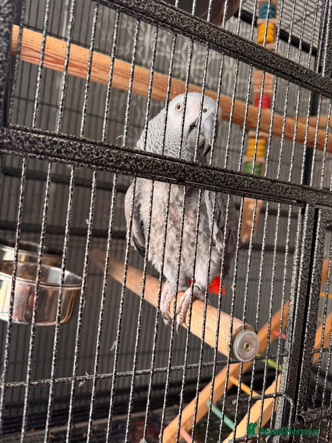Parrots birds for sale: African grey male  - Advert 2