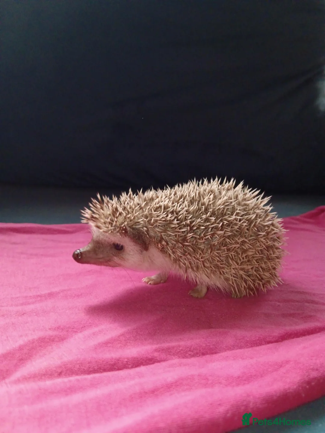 Pygmy Hedgehog rodents for sale: Baby African pygmy hedgehogs for sale  in Leicester - Advert 12