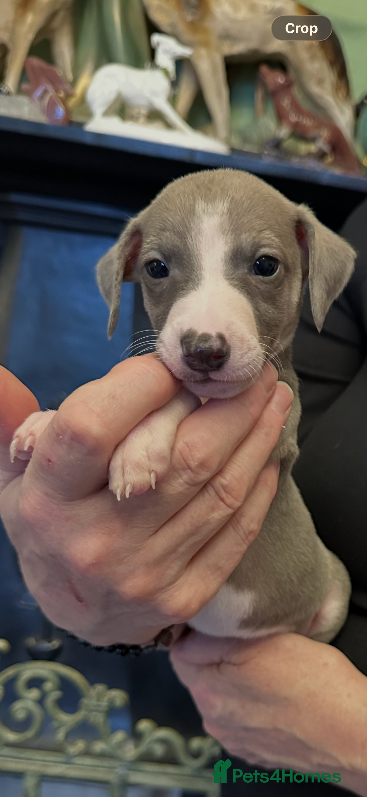 Mixed Breed dogs Whippet x Italian Greyhound Pups - Advert 6