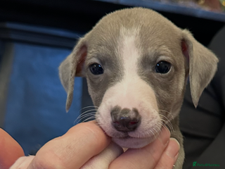 Mixed Breed dogs Whippet x Italian Greyhound Pups - Advert 4