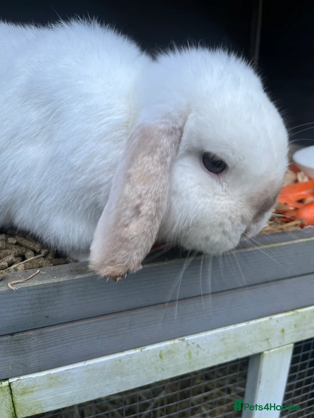 Mini Lop rabbits for sale: Beautiful white mini lop bunny - Advert 3