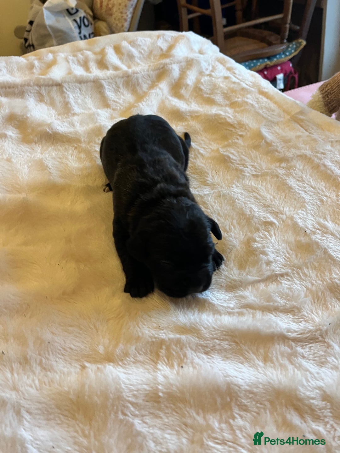 Cane Corso dogs for sale: Cane Corso Puppies  - Advert 3