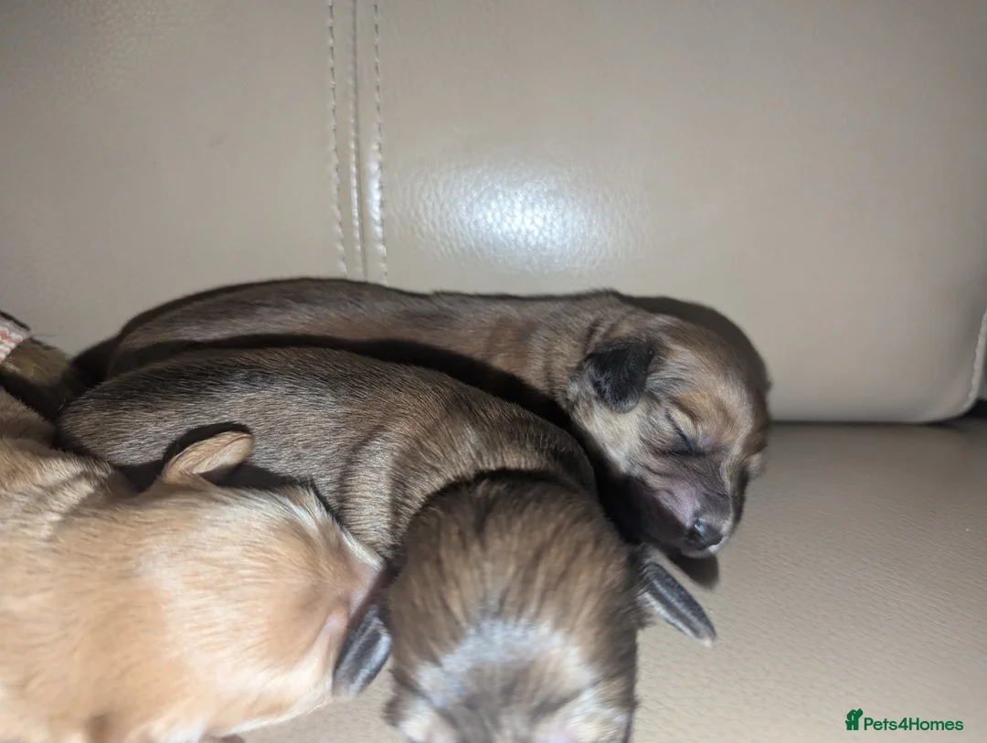Miniature Dachshund dogs for sale: Last 2 available Long haired miniature dachshunds  - Advert 13