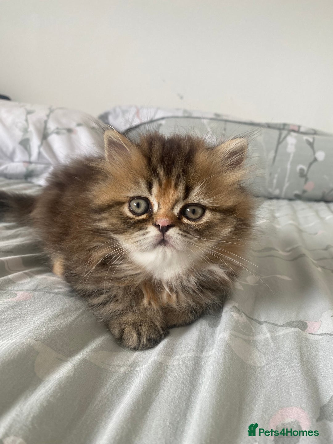 Persian cats for sale: Persian kitten still looking for her forever home  in Gateshead - Image 4