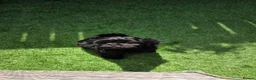 Shihpoo dogs for sale: Male puppy  - Advert 6