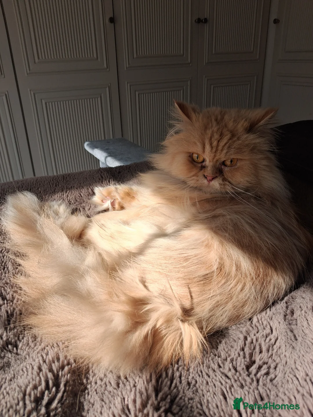 Mixed Breed cats for adoption: Lovely Lady Marigold is looking for love - Advert 1