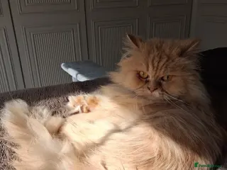 Mixed Breed cats Lovely Lady Marigold is looking for love - Advert 1