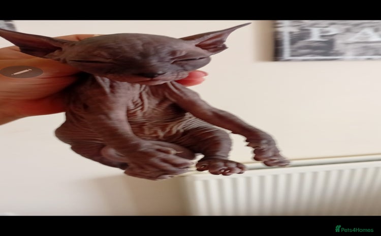 Sphynx cats - Advert 5