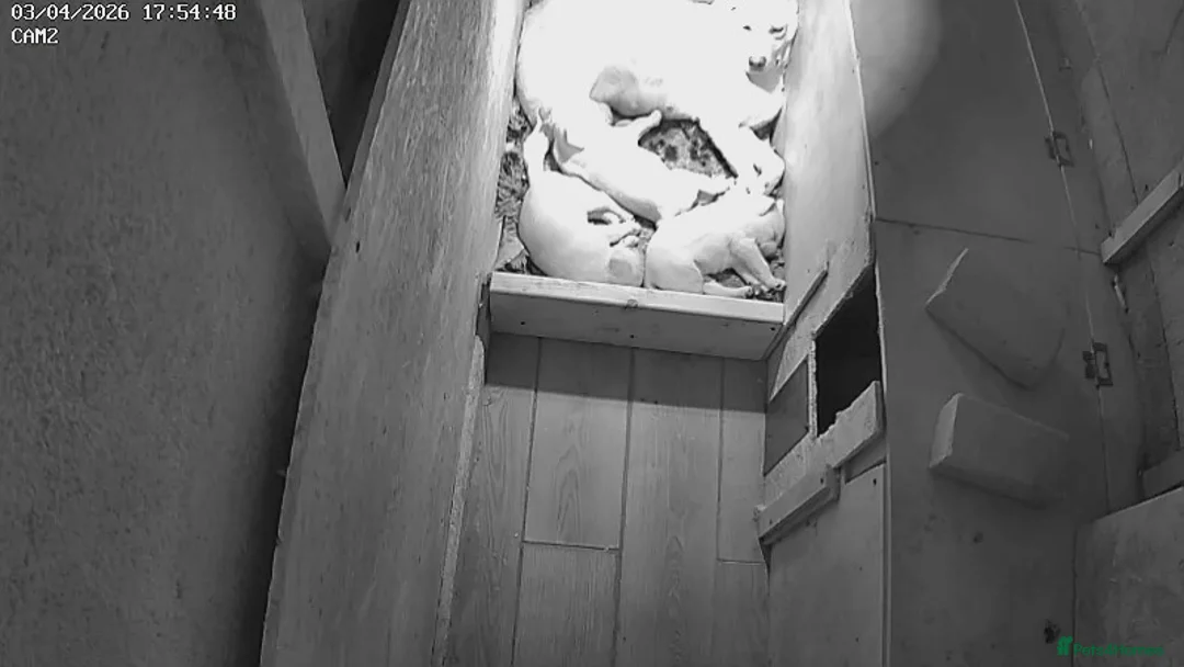 Labrador Retriever dogs for sale: Labrador Retriever puppy - Advert 2