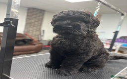 Russian Black Terrier dogs for sale: russian black terrier  in Ballyclare - Image 7