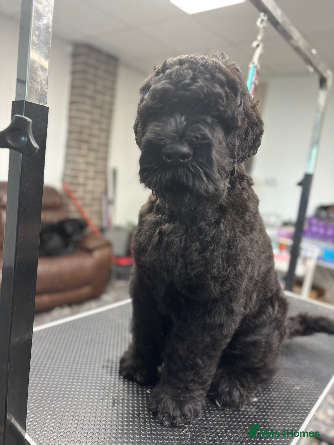 Russian Black Terrier dogs for sale: russian black terrier  in Ballyclare - Image 7