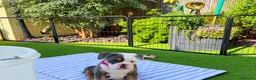 English Bulldog dogs for sale: Exceptional English Bulldog Puppies in Stockport - Advert 9
