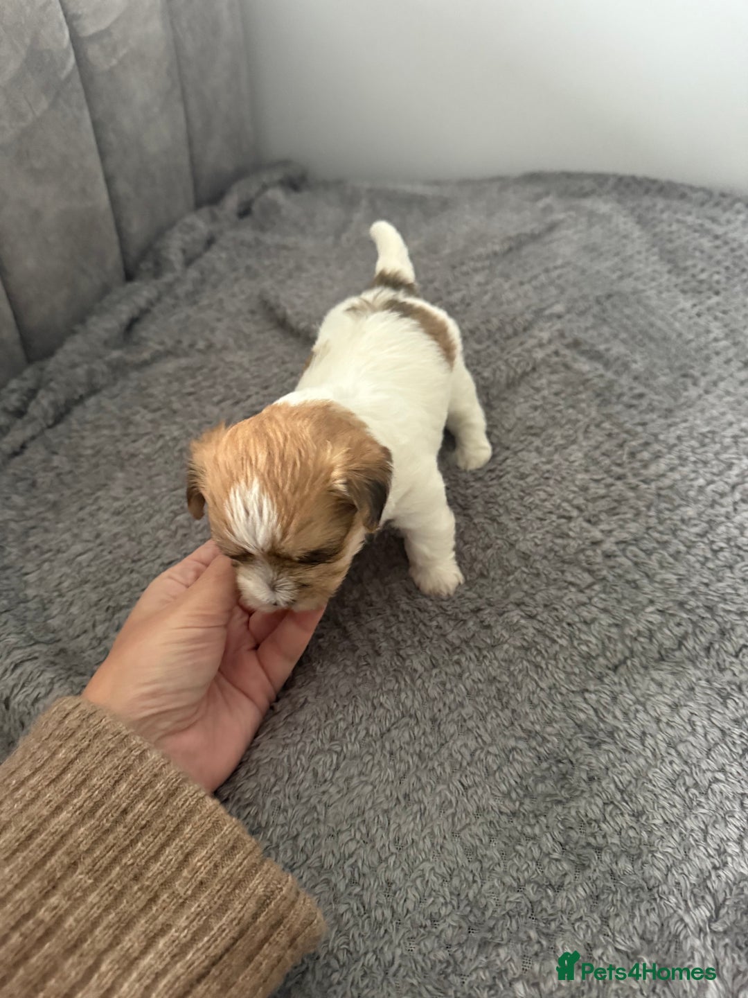 Mixed Breed dogs for sale: Absolutely gorgeous lhatese puppies - Advert 11