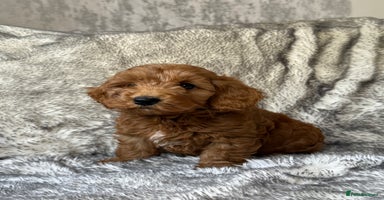 Cockapoo dogs - Advert 6