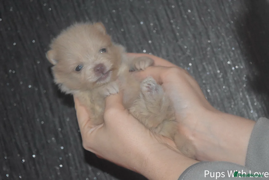 Pomeranian dogs for sale: Beautiful  **  Russian Girls  - Advert 1