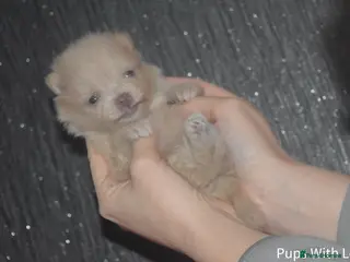 Pomeranian dogs Beautiful XS Russian Girls - Advert 8