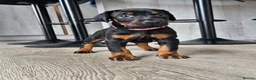 Dobermann dogs for sale: Gorgeous Full Pedigree Doberman puppies for sale  in Hull - Advert 23
