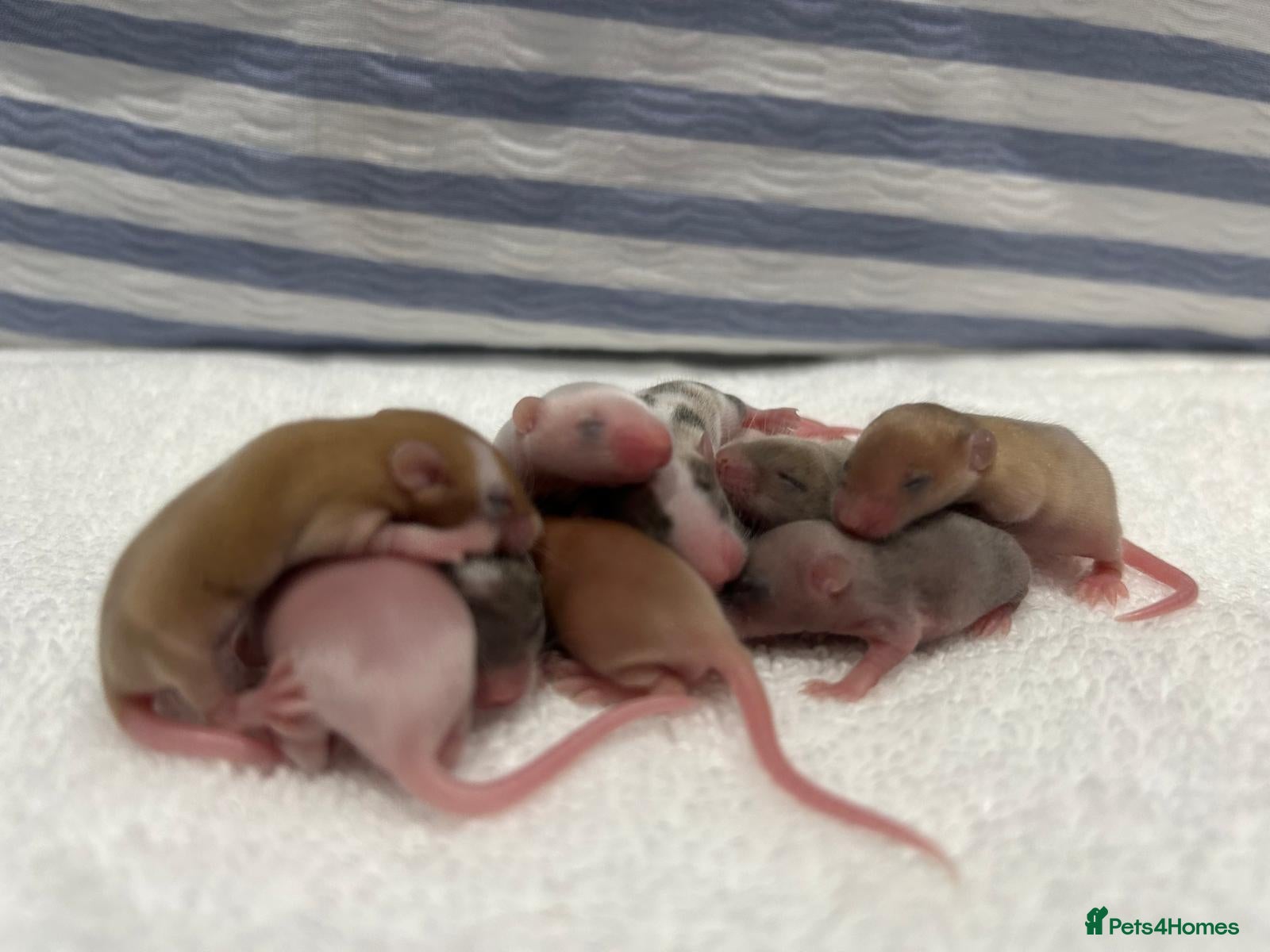 Mouse rodents 5 male mice  - Advert 14