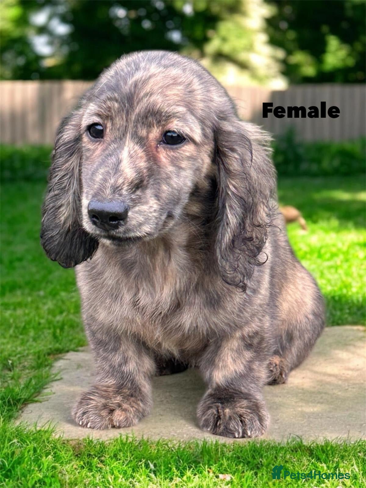 Miniature Dachshund dogs Miniature long haired cream brindle female - Advert 9