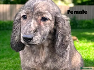 Miniature Dachshund dogs Miniature long haired cream brindle female - Advert 9