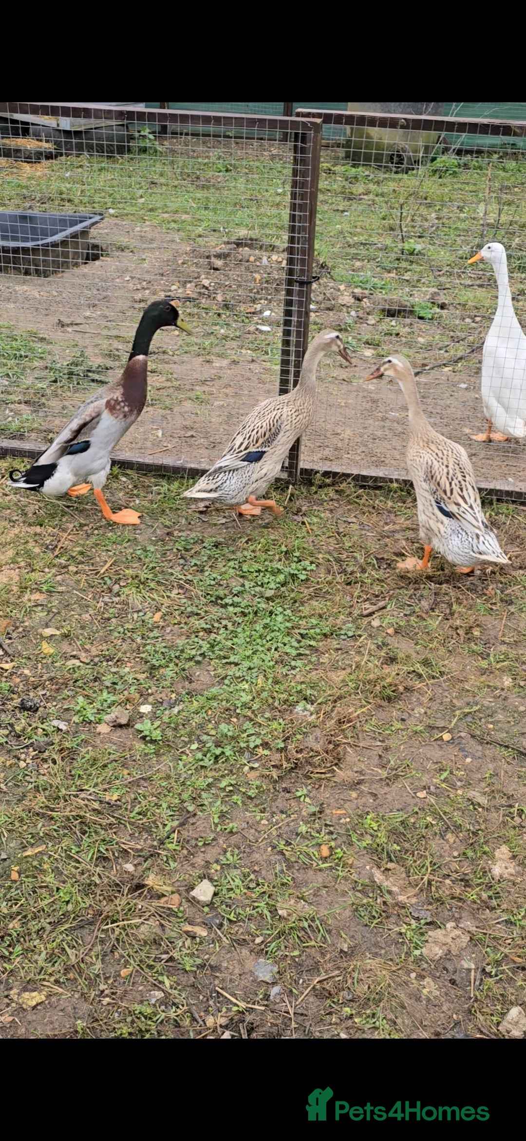 Ducks poultry Hatching Eggs  - Advert 2