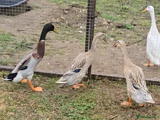 Ducks poultry Hatching Eggs - Advert 2