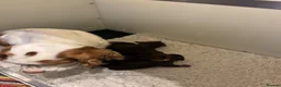 Mixed Breed dogs for sale: Absolutely stunning litter of F1 “Clockers”  - Advert 17