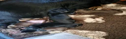 Miniature Dachshund dogs for sale: Stunning KC Registered Longhaired Mini Dachshunds - Advert 6