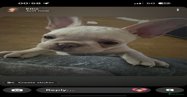French Bulldog dogs - Advert 5