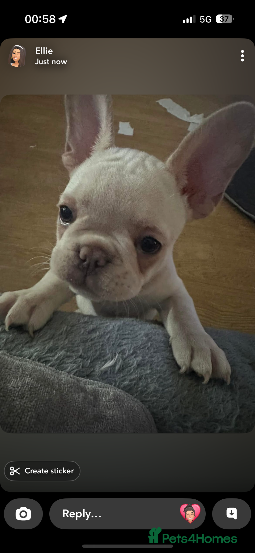 French Bulldog dogs for sale: French bulldog - Image 3