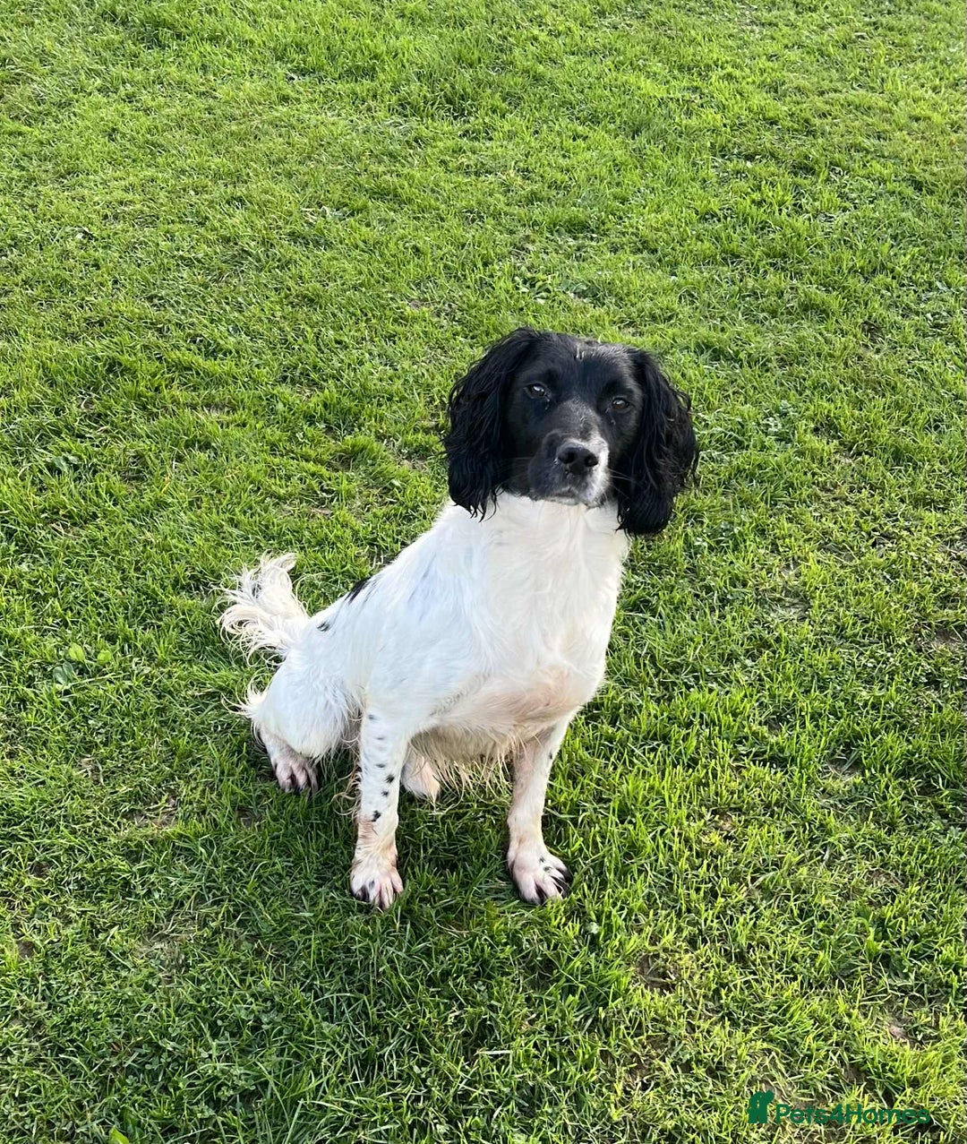 English Springer Spaniel dogs for sale: KC Registered English Springer Spaniels  - Image 17