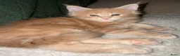 Maine Coon cats for sale: Maine Coon kittens from champion lines  - Advert 2