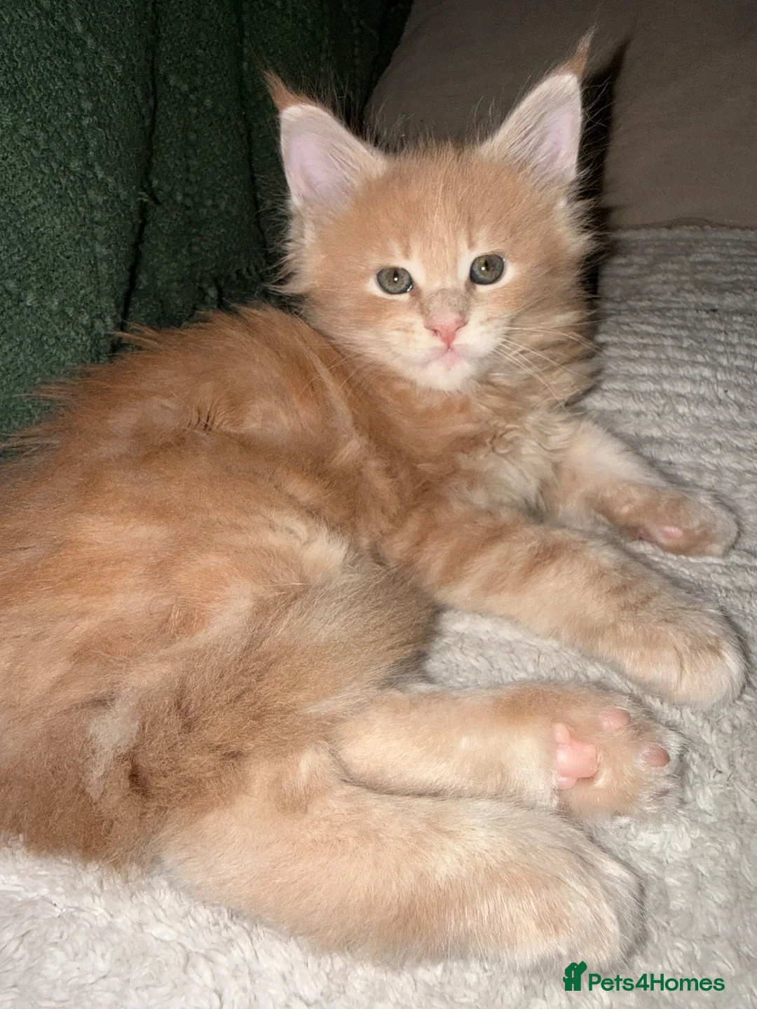 Maine Coon cats for sale: Maine Coon kittens from champion lines  - Advert 2