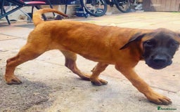Presa Canario dogs for sale: Pressa Canario  - Image 6