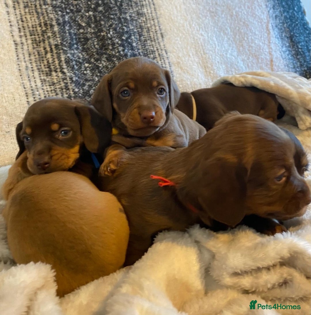 Miniature Dachshund dogs for sale: MOST GORGEOUS DACHSHUNDS - Advert 8