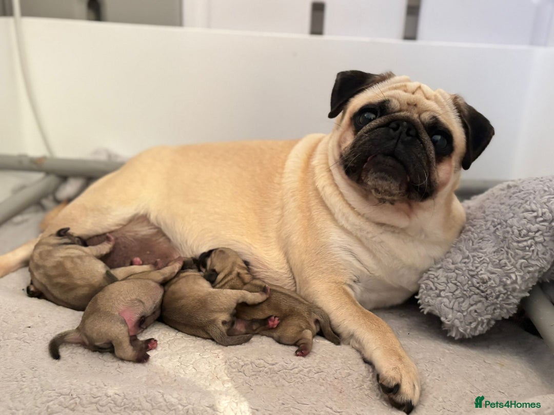 Pug dogs for sale: Kc Registered pedigree pug puppies  - Image 6