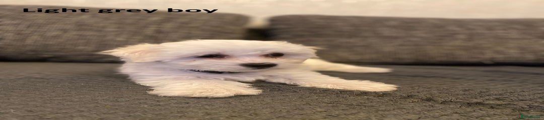 Maltese Puppy 3