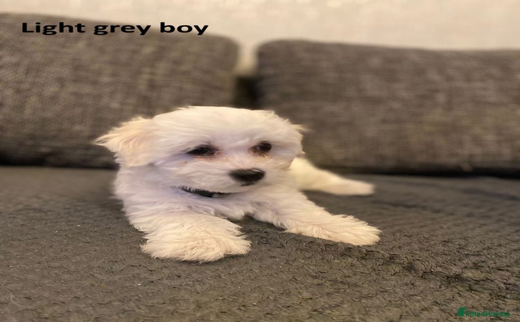 Maltese dogs - Advert 5