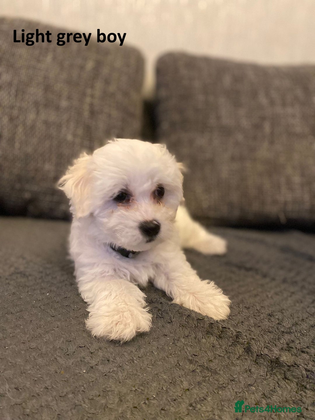 Maltese dogs for sale:  Adorable Maltese Puppies - Image 1