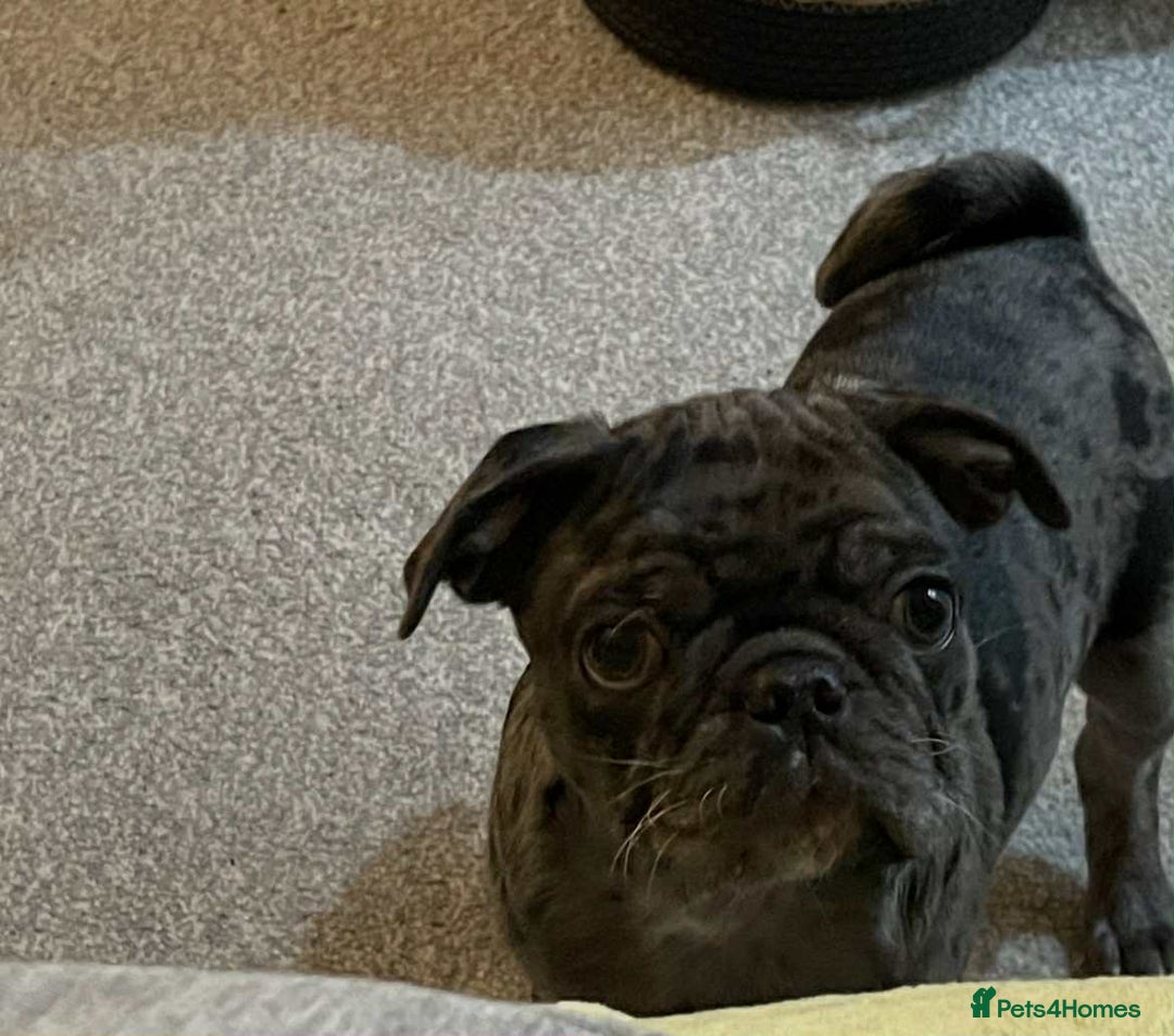 Pug dogs for sale: Loving Home Needed for Our Beautiful Puppy –Albert - Advert 5