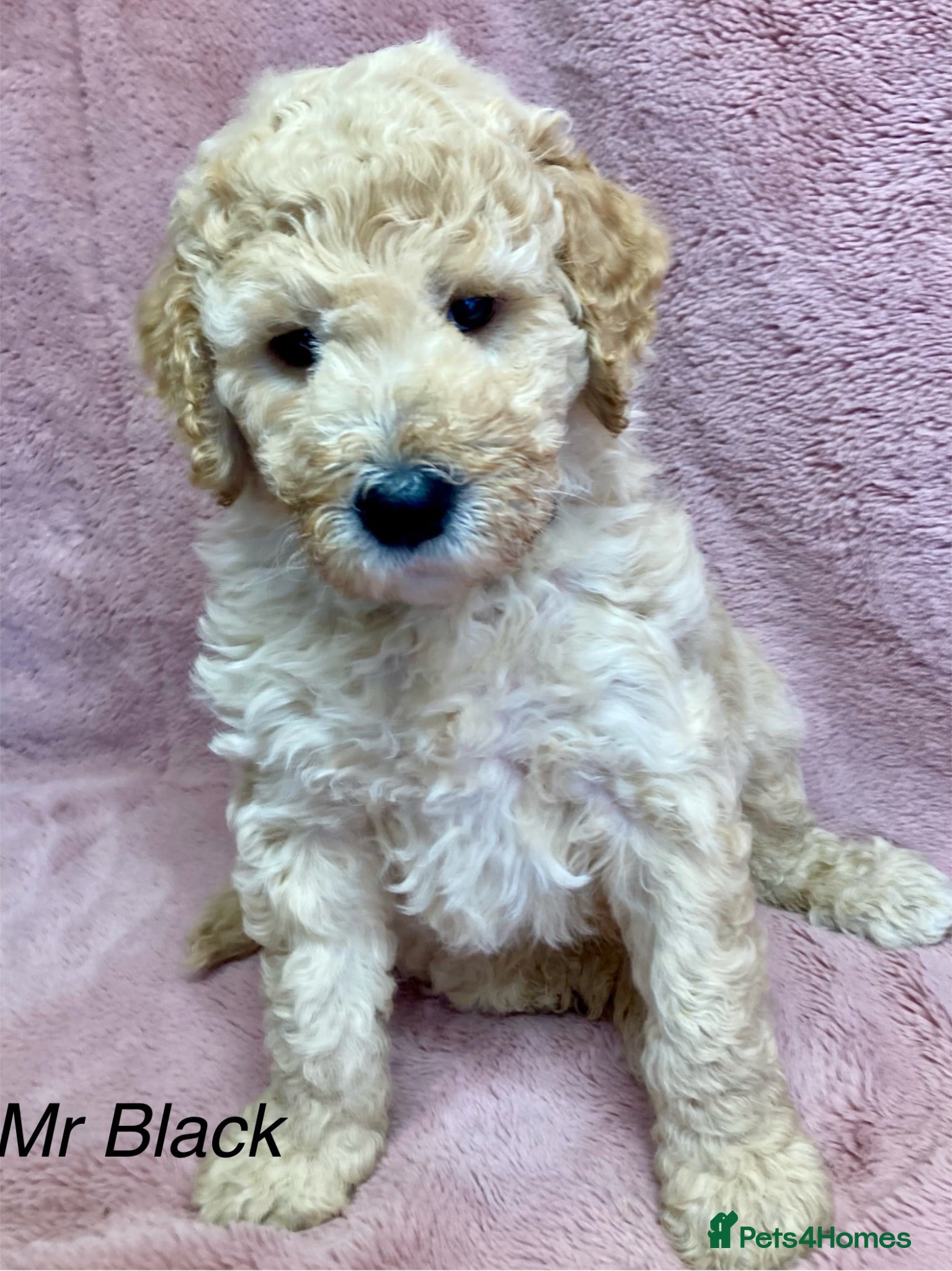 Labradoodle dogs Multigenerational Standard labradoodle puppies - Advert 2