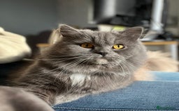 Persian cats for sale: Persian female looking for a new home  - Image 1