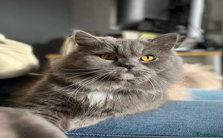 Persian cats - Advert 12