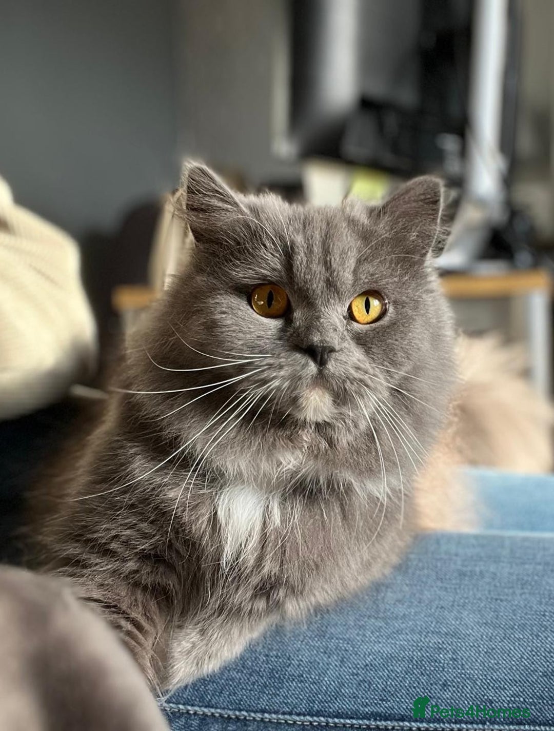 Persian cats for sale: Persian female looking for a new home  - Image 1