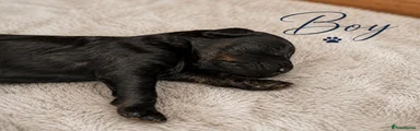 Cockapoo 4