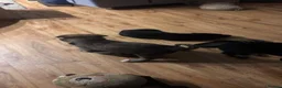German Shepherd dogs for sale: GERMAN SHEPHERDS  - Advert 6